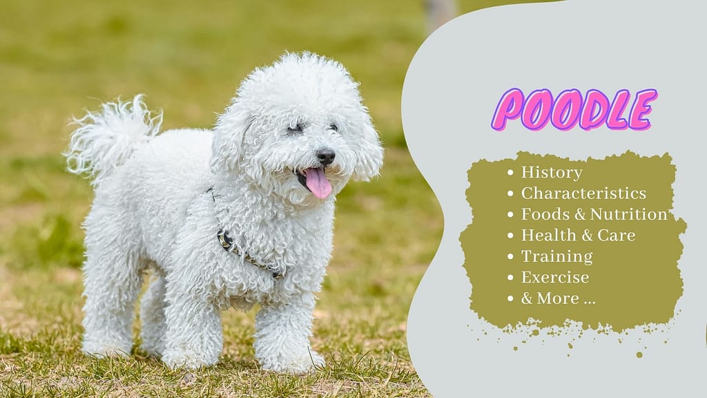 Poodle dog breed information
