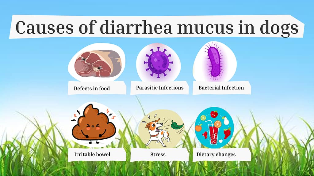 Causes of diarrhea mucus in dogs