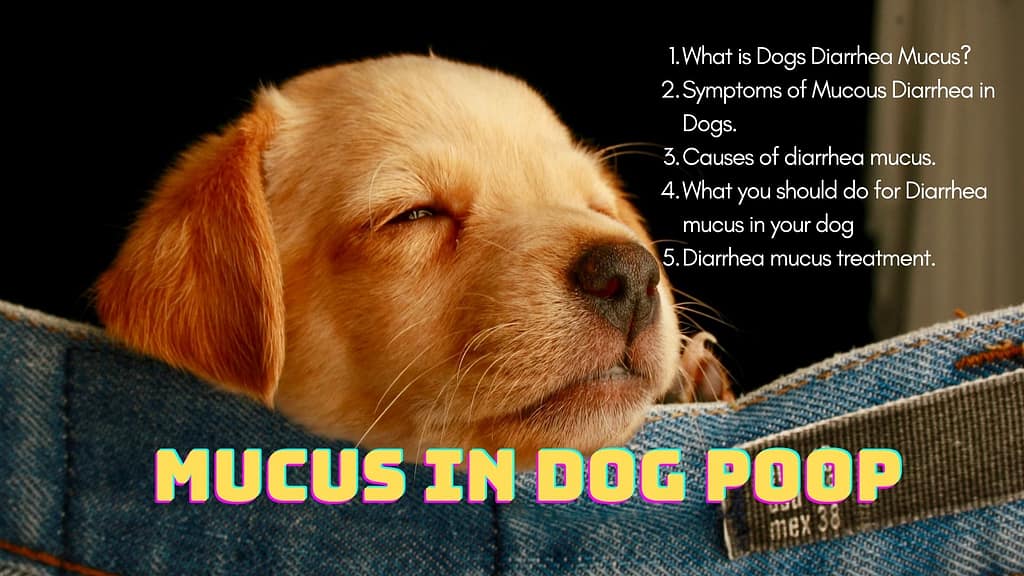Mucus in dog poop diarrhea and vomiting