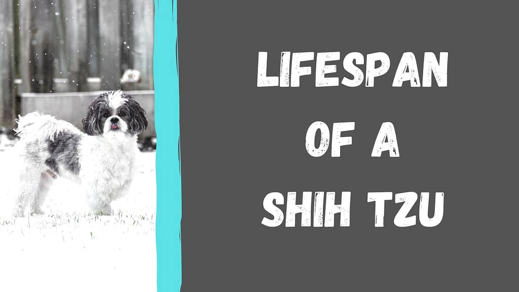 Lifespan of Shih Tzu feature image