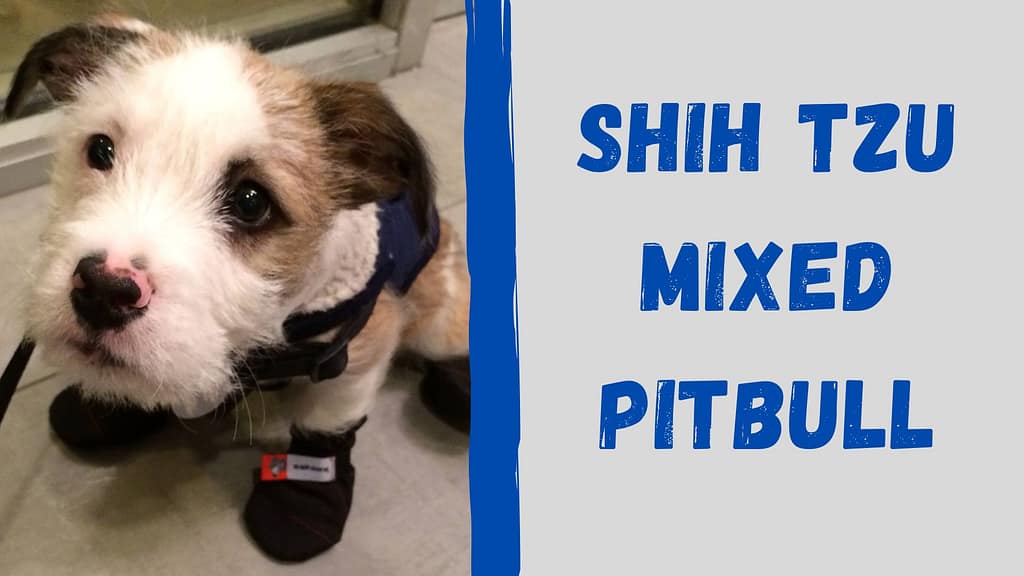 Shih Tzu mixed with Pitbull Feature Image
