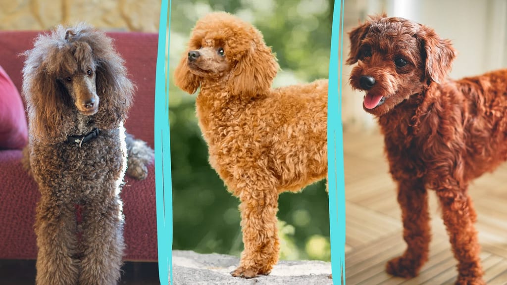 Types Of Poodles