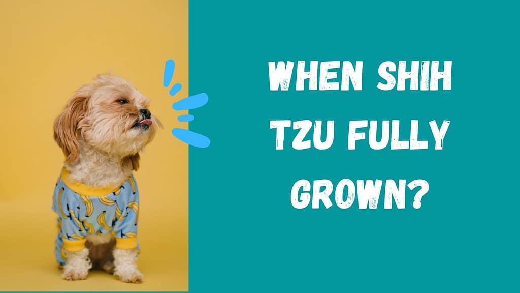 When is Shih Tzu fully grown? Feature image