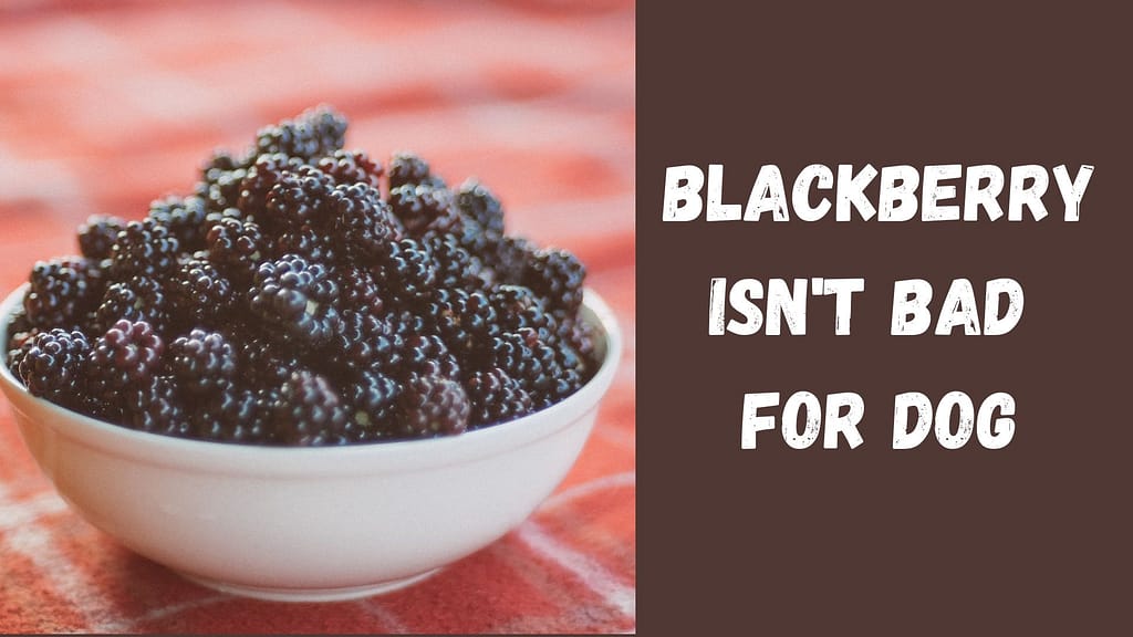 are blackberries safe for dogs to eat