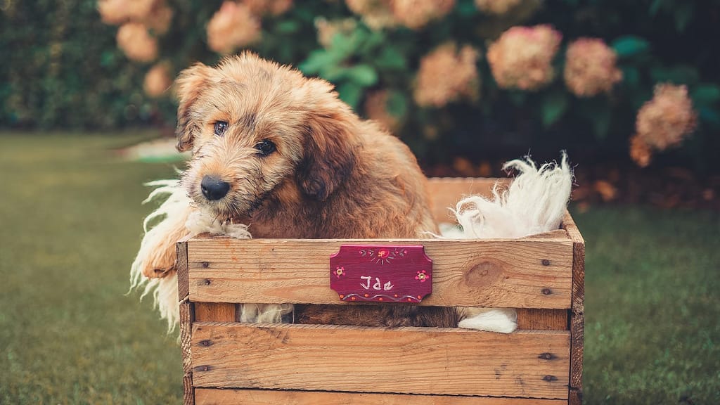make a custom dog crate feature image