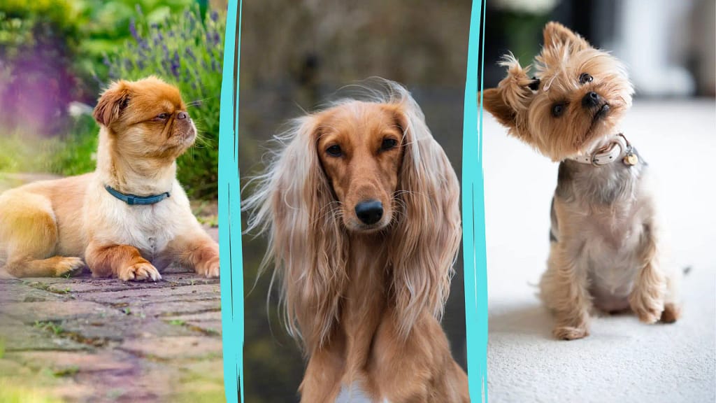 what dog breed has the longest hair