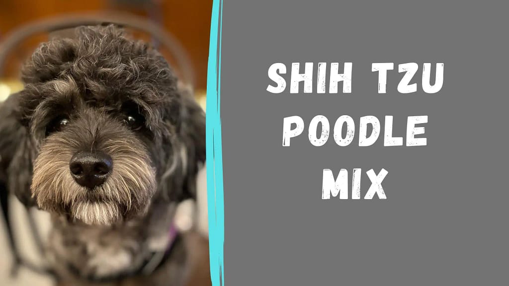 A Guide to the Shih-Poo Dog Breed