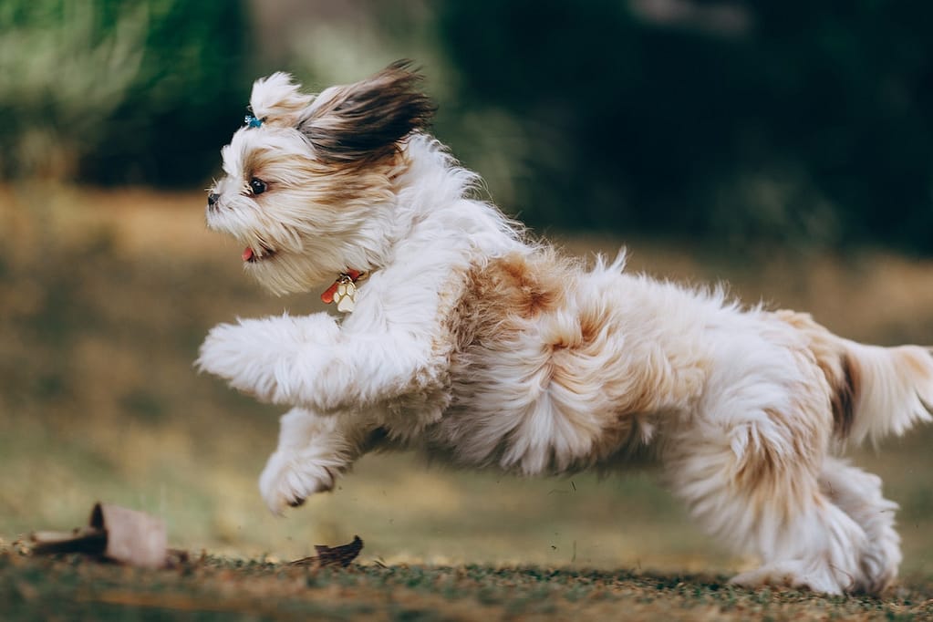 Shih Tzu Chasing after people