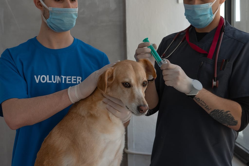 Cancer in dogs