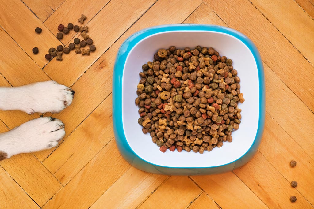 10 top dog food brands in the USA - Feature post