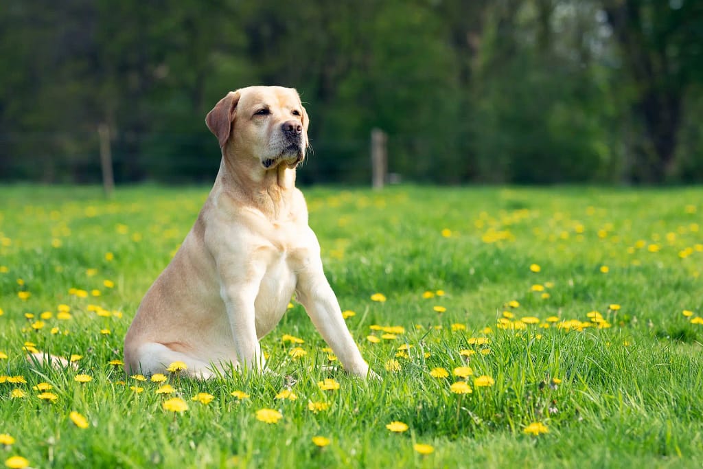 Labrador Retriever Dog Breed Information