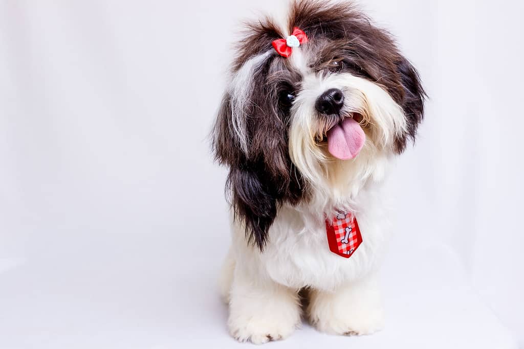 Practical Top Knot cut of shih tzu