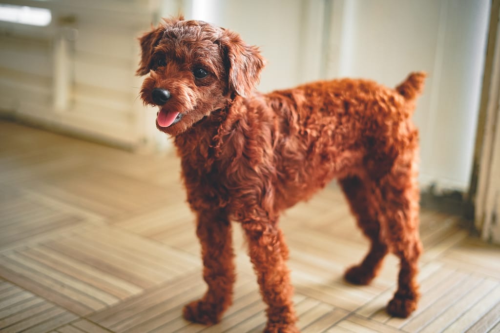Toy poodle Image
