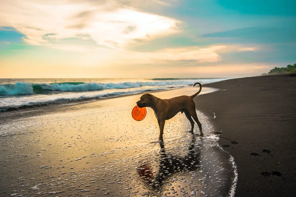 dog friendly beach facilities