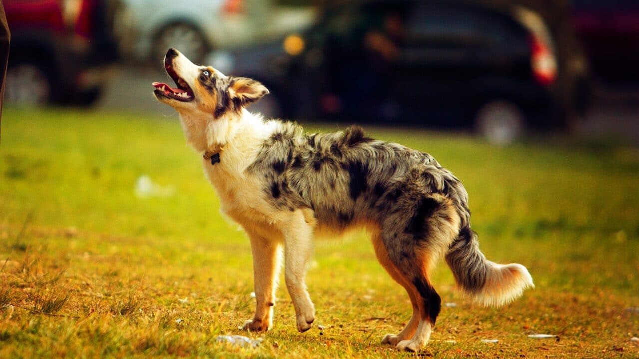 Australian Shepherd is one of most popular dog breeds in the USA