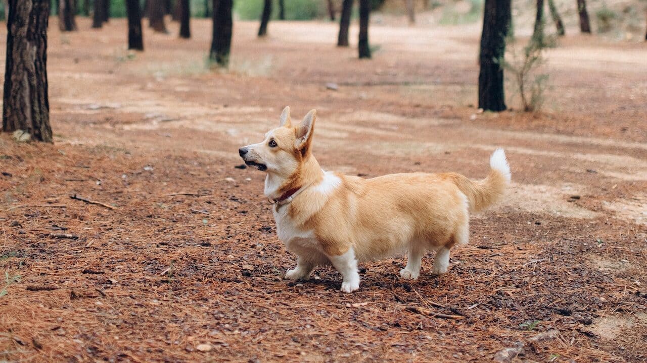 Pembroke Welsh Corgi is one of most popular dog breeds in the USA