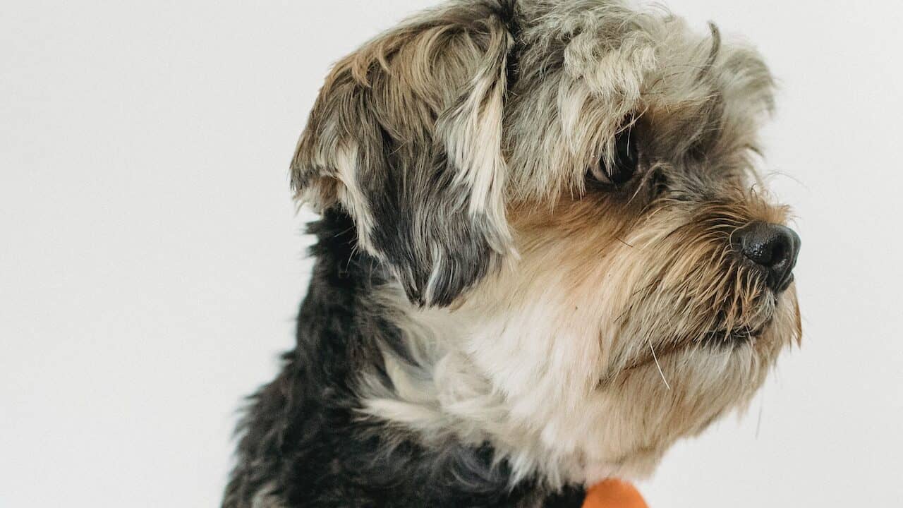 Yorkshire Terrier is  one of most popular dog breeds in the USA