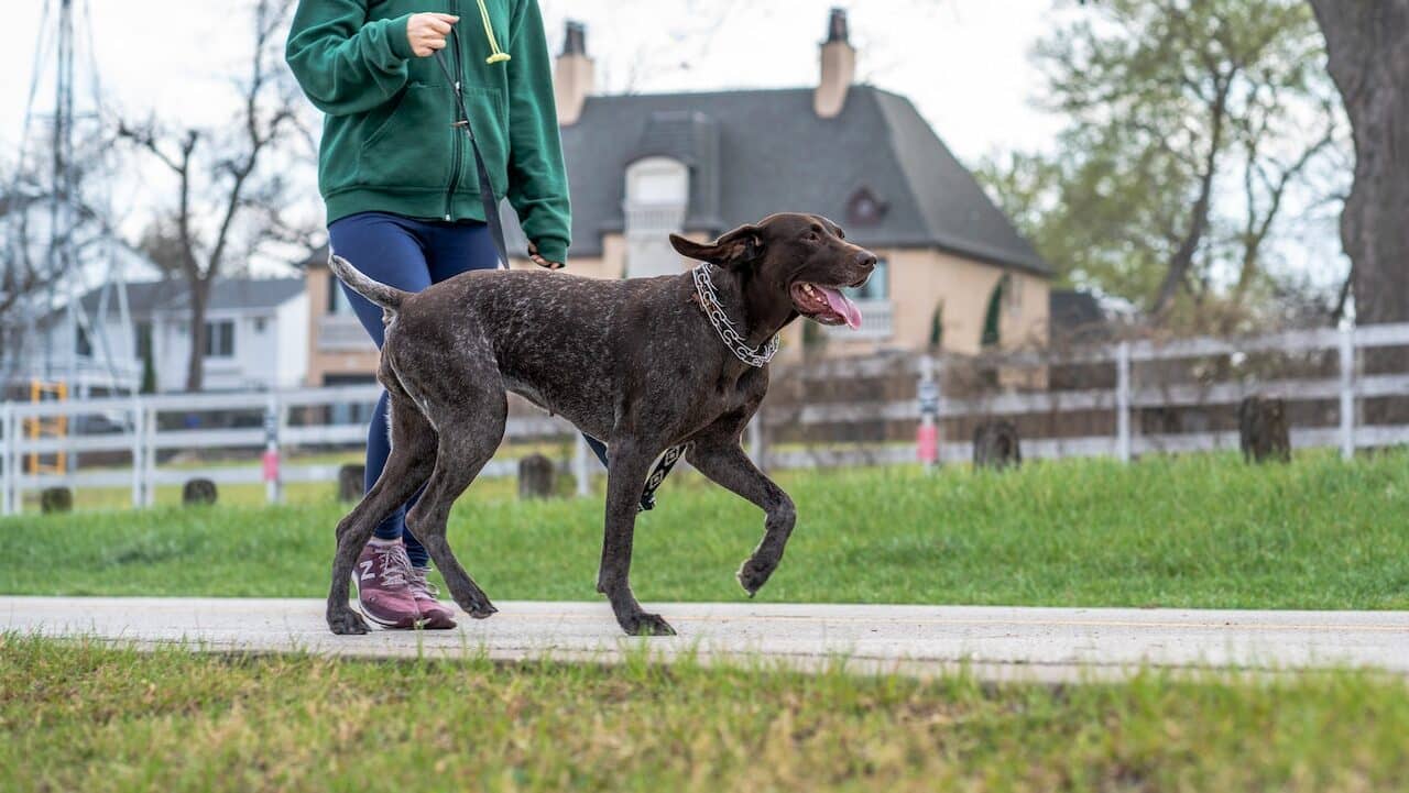 German Shorthaired Pointer