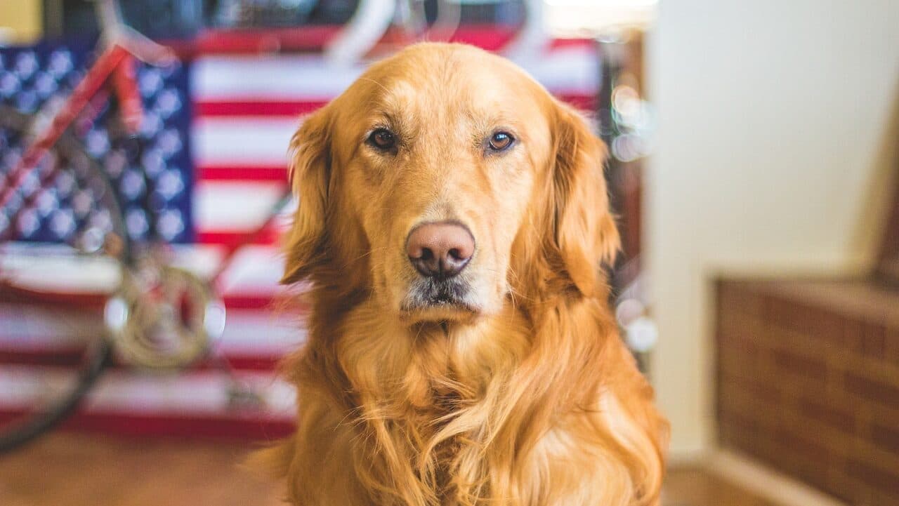 Golden Retriever