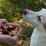 offering fruite for dog