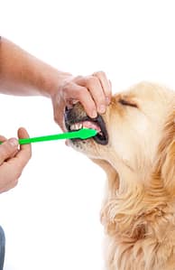 Brushing your dog to teeth clean Picture