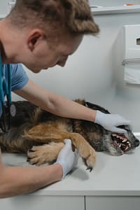 Professional for dog teeth clean Picture