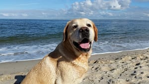 Happy Labrador Retrievers on sea beach
