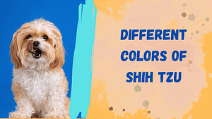 Different Colors of Shih Tzu Dogs: Essential Guide