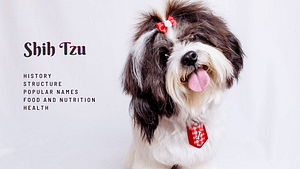 Shih Tzu dog breed: All you need to know about this top dog breed