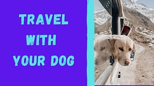 Preparing to Travel with a dog