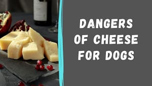 Can Dog Eat Cheese?