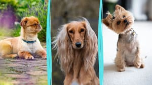 Dogs With Long Hair