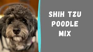 A Guide to the Shih-Poo Dog Breed