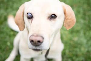 Cataracts in Dogs: Symptoms, Cause, and Treatment