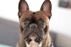 French Bulldog Dog Breed Information
