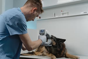 Cataract treatment of Dogs