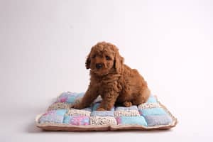 Poodle in bed