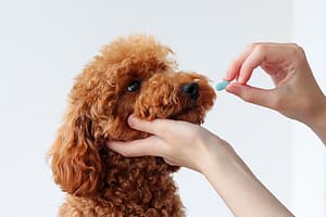 Animal treatment, veterinarian. give medicine to a Poodle dog breed.