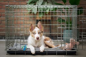 Choosing the right Crate and training your dog for it