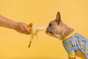 Bananas is a Natural foods for dog