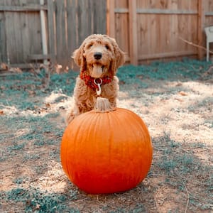 Pumpkin is good food for dog