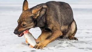 Fish is good food for dog