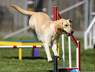 Labrador Retriever dog breed traning