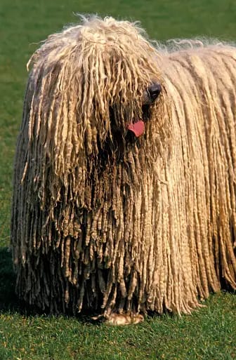 Komondor Dog Picture