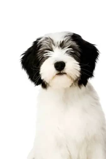 Polish Lowland Sheepdog