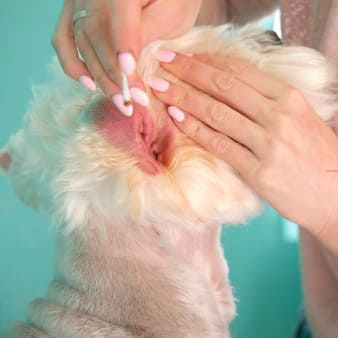 Cleaning dog's ears at home