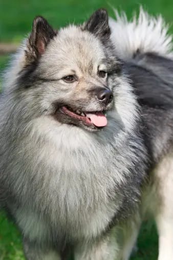 Keeshond Dog
