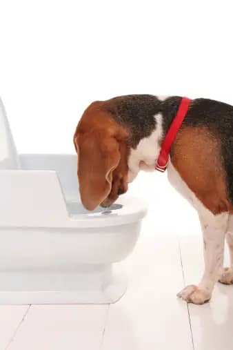 Dog Vomiting is a sign of end of his life
