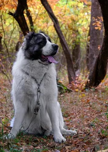 Caucasian Shepherd Dog Photo