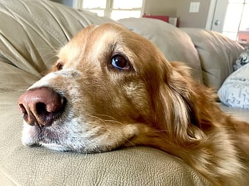 Sad Golden Retriever Dog